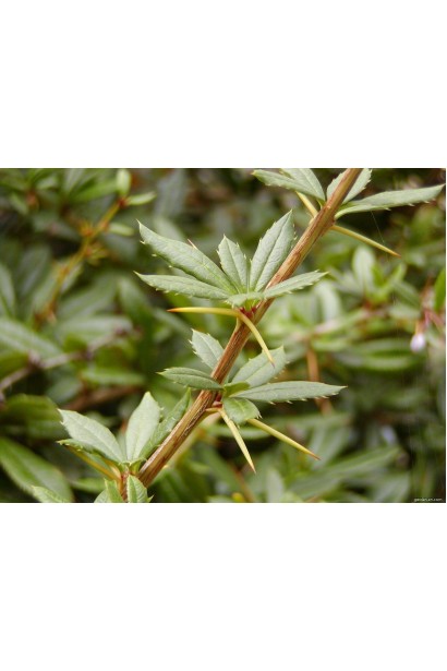 Барбарис Джулиана зеленые кожистые темно-зеленые листья